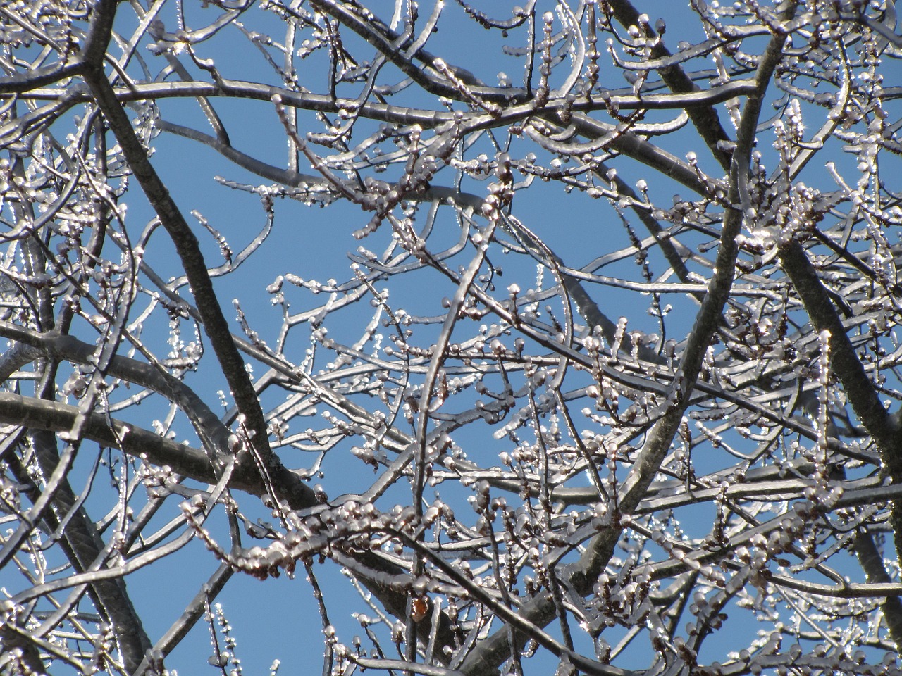 branch tree ice free photo