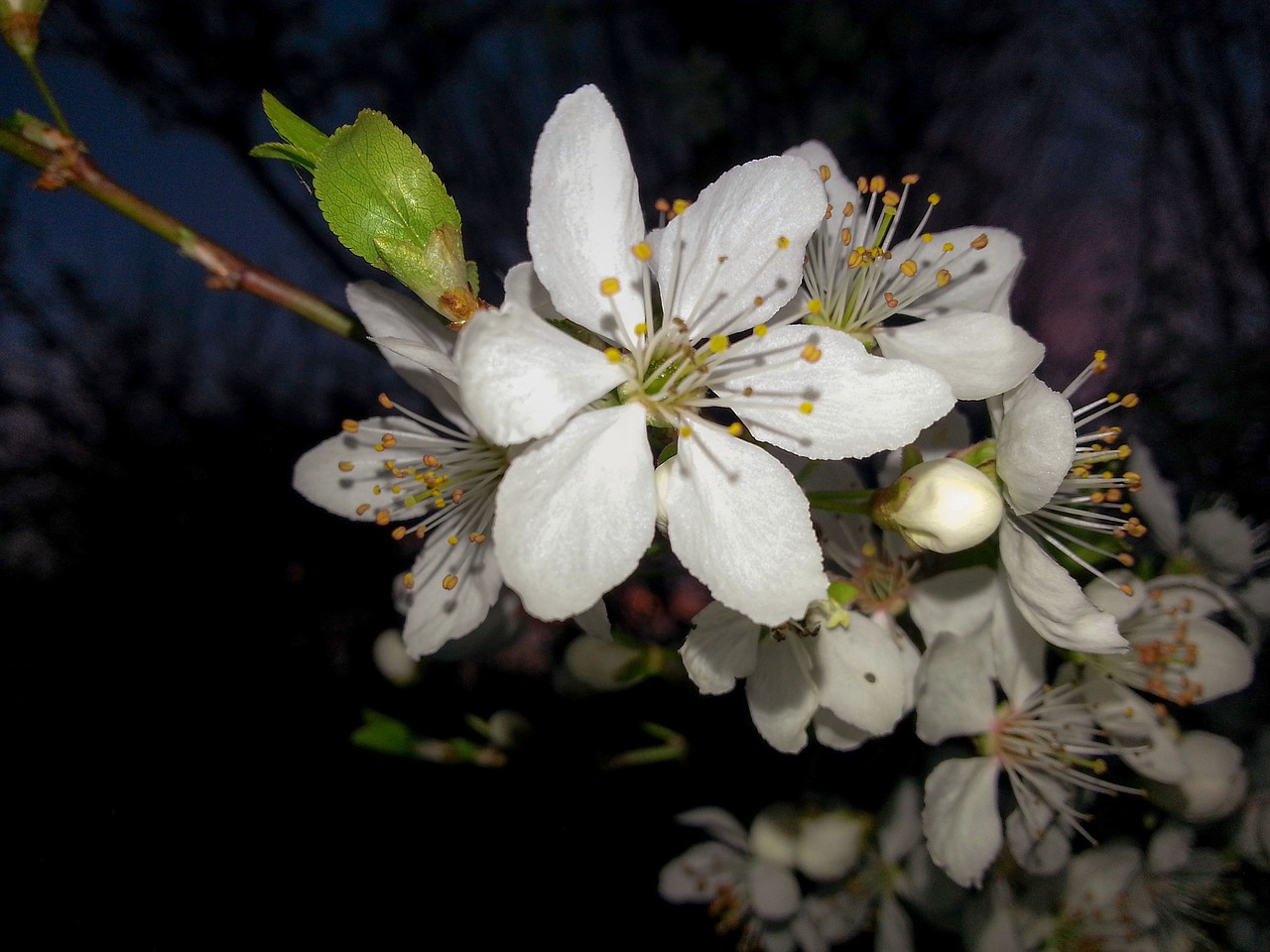 branch apple blossom white free photo