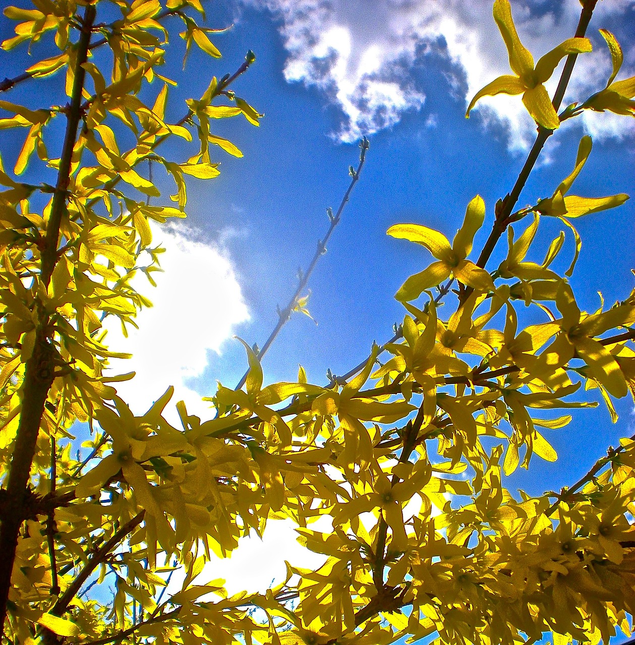 branch flowers yellow blooms free photo
