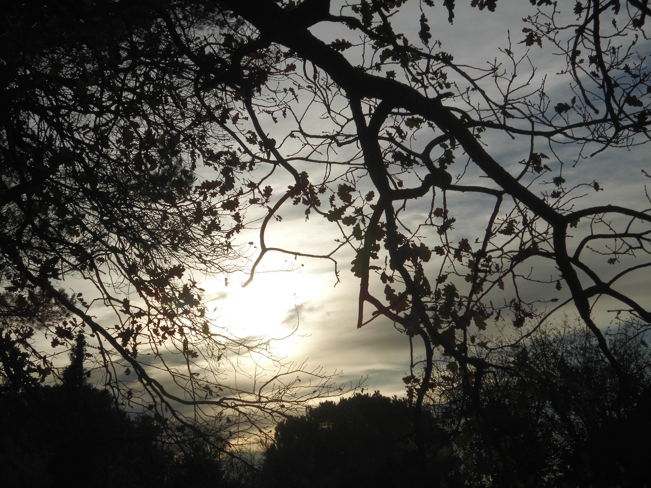 branch sky contrast free photo