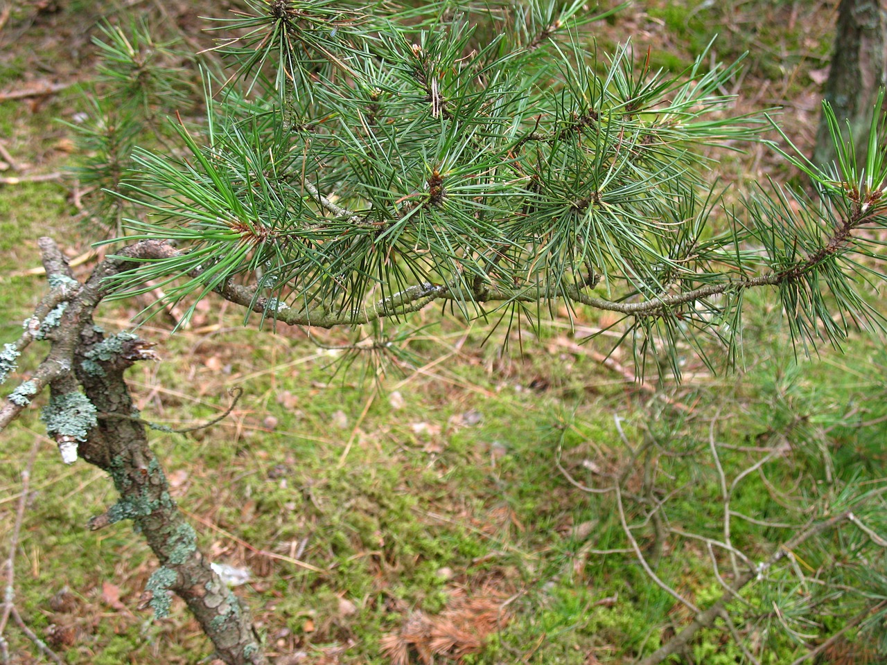 branch pine needles free photo