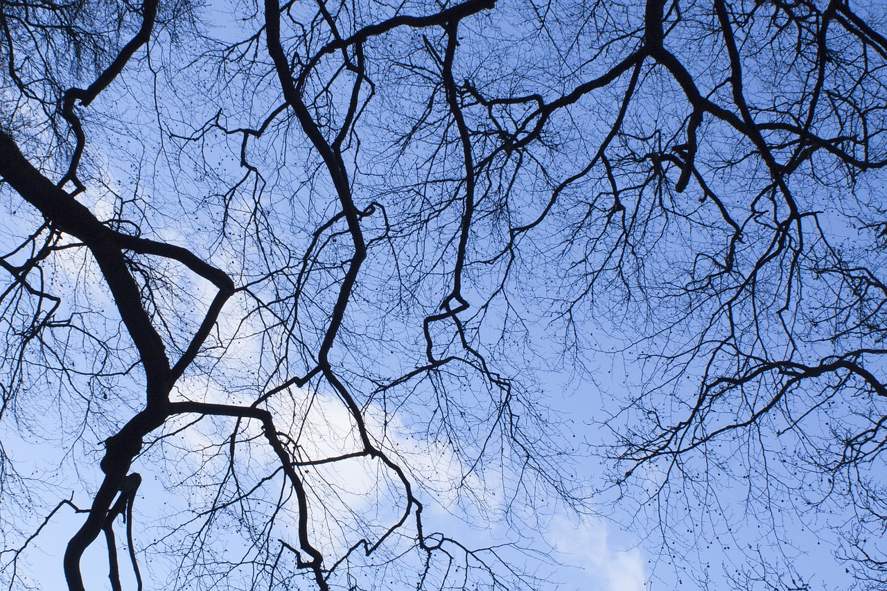 branch tree winter free photo