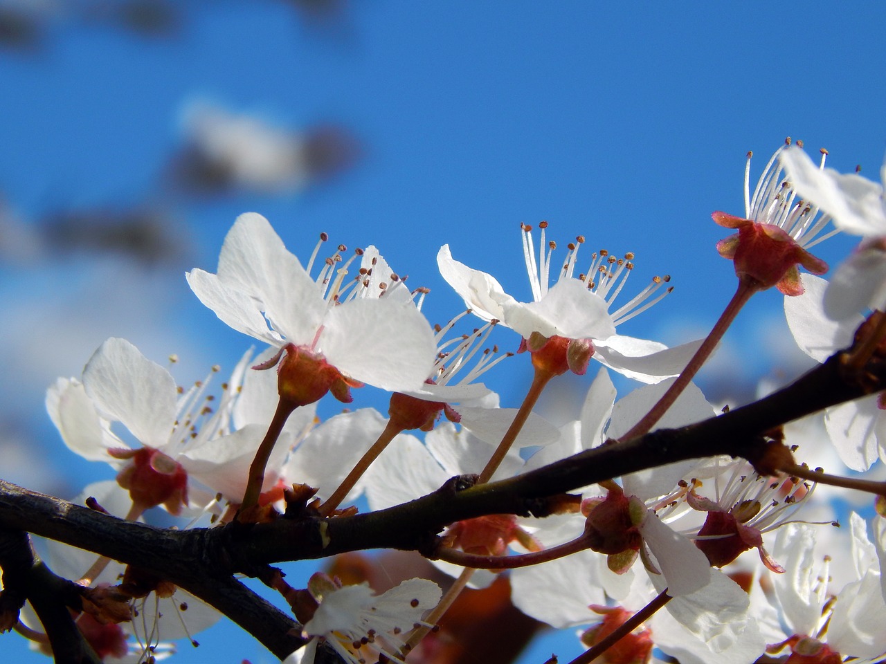 branch flowers spring free photo