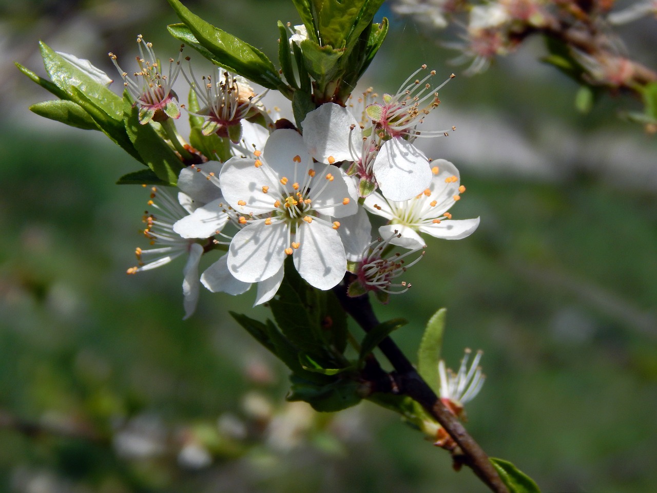 branch flower colors free photo