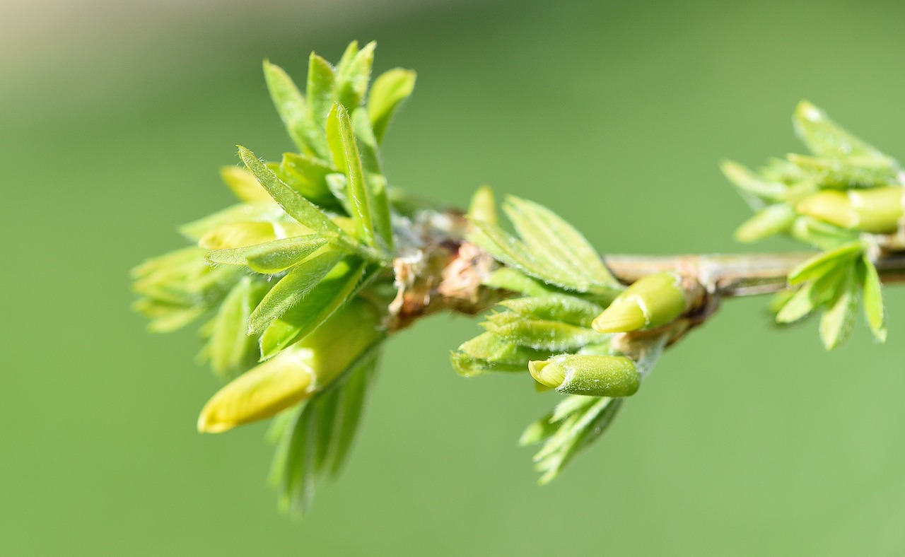 branch tree hanging elm free photo