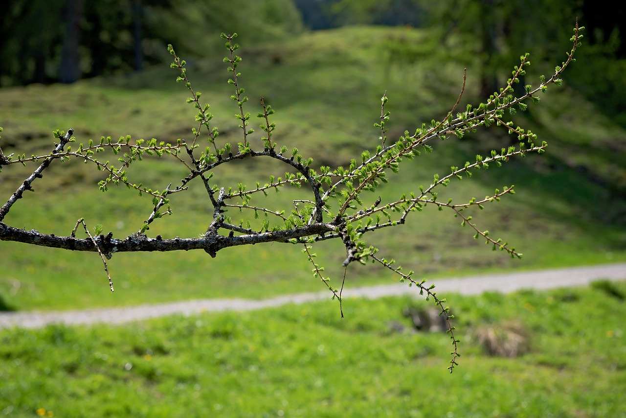 branch larch nature free photo