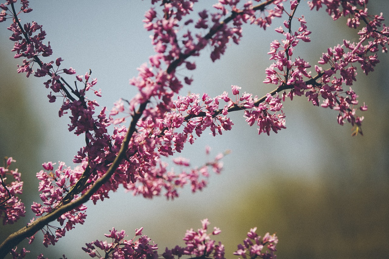 branch twig nature free photo