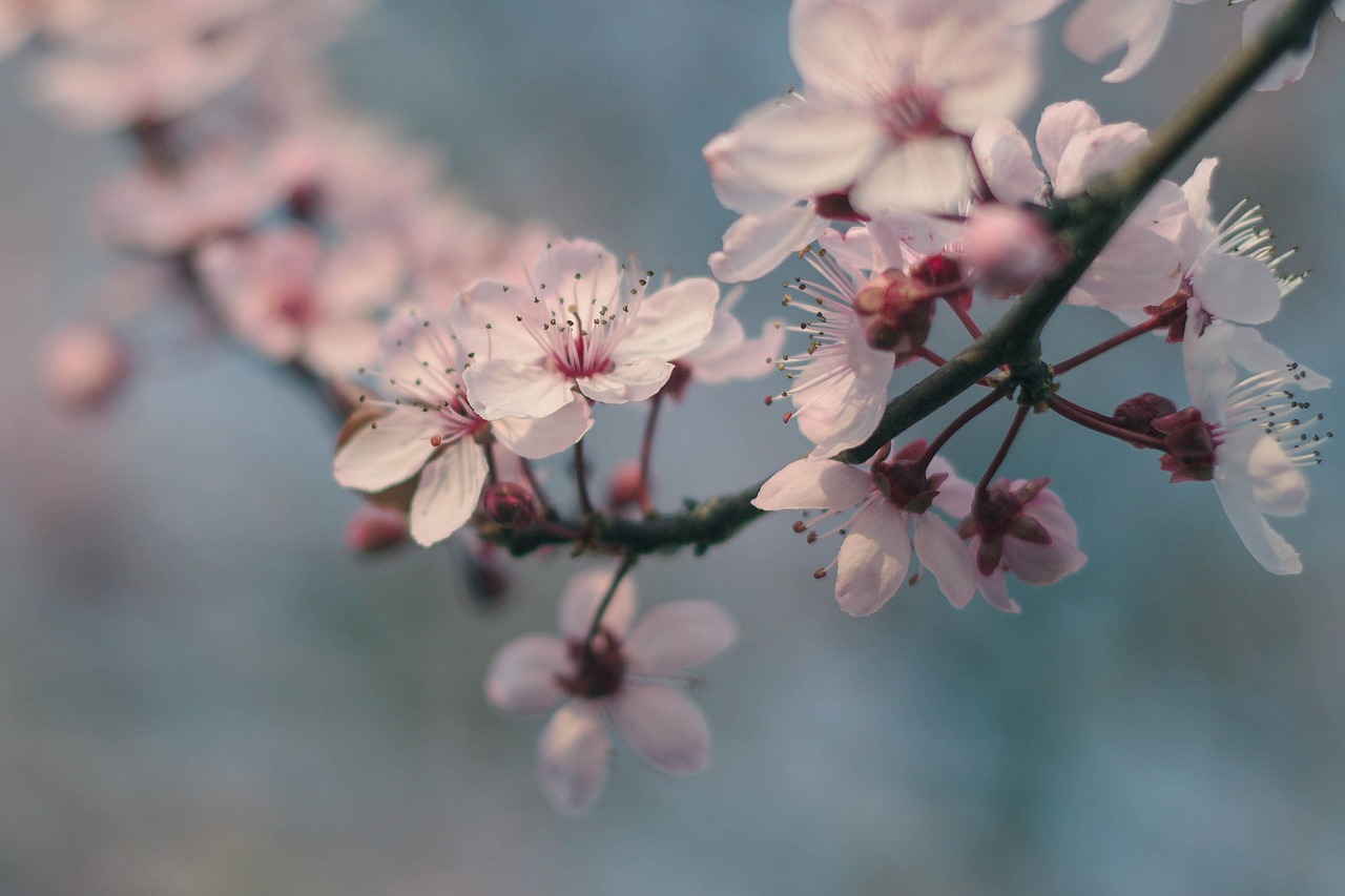 branch flowers cherry free photo