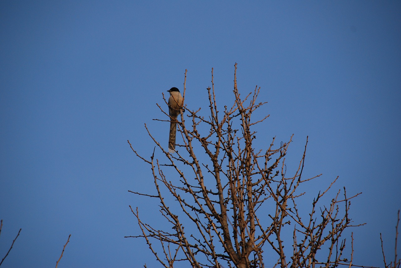 branch winter bird free photo