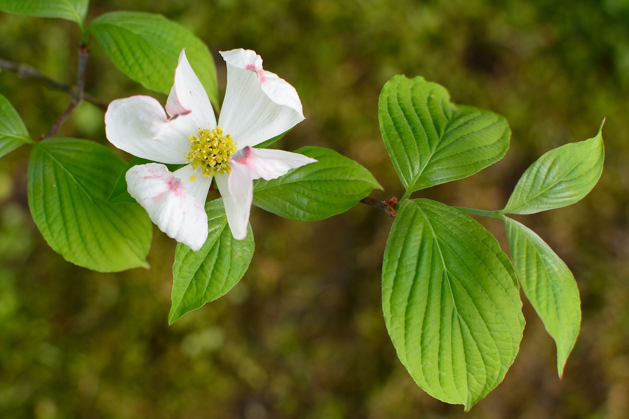 branch leaves blossom free photo