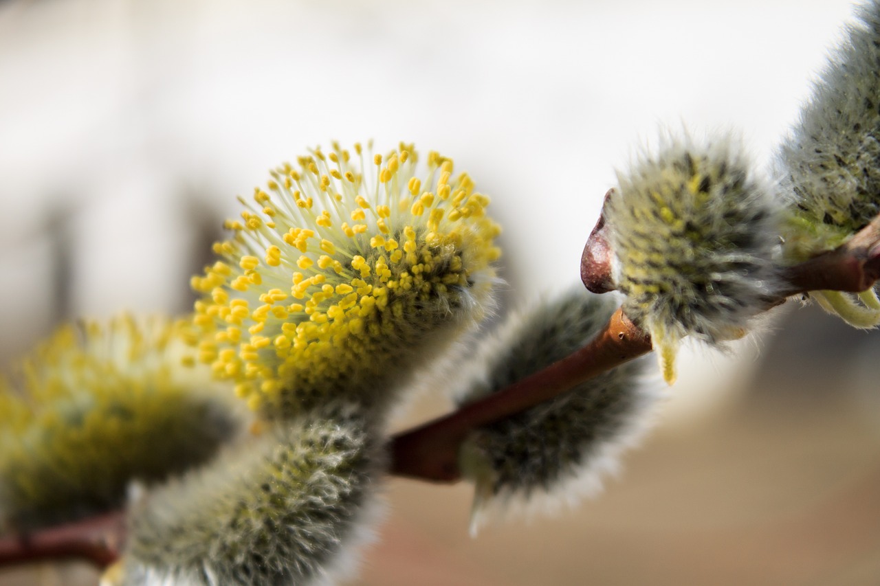 branch verba spring free photo