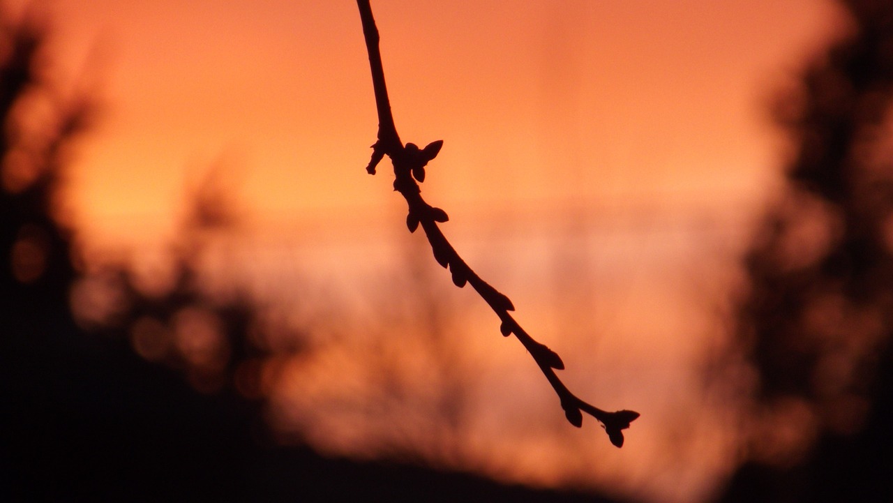 branch sunset sky free photo