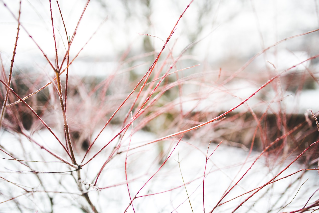 branch branches winter free photo