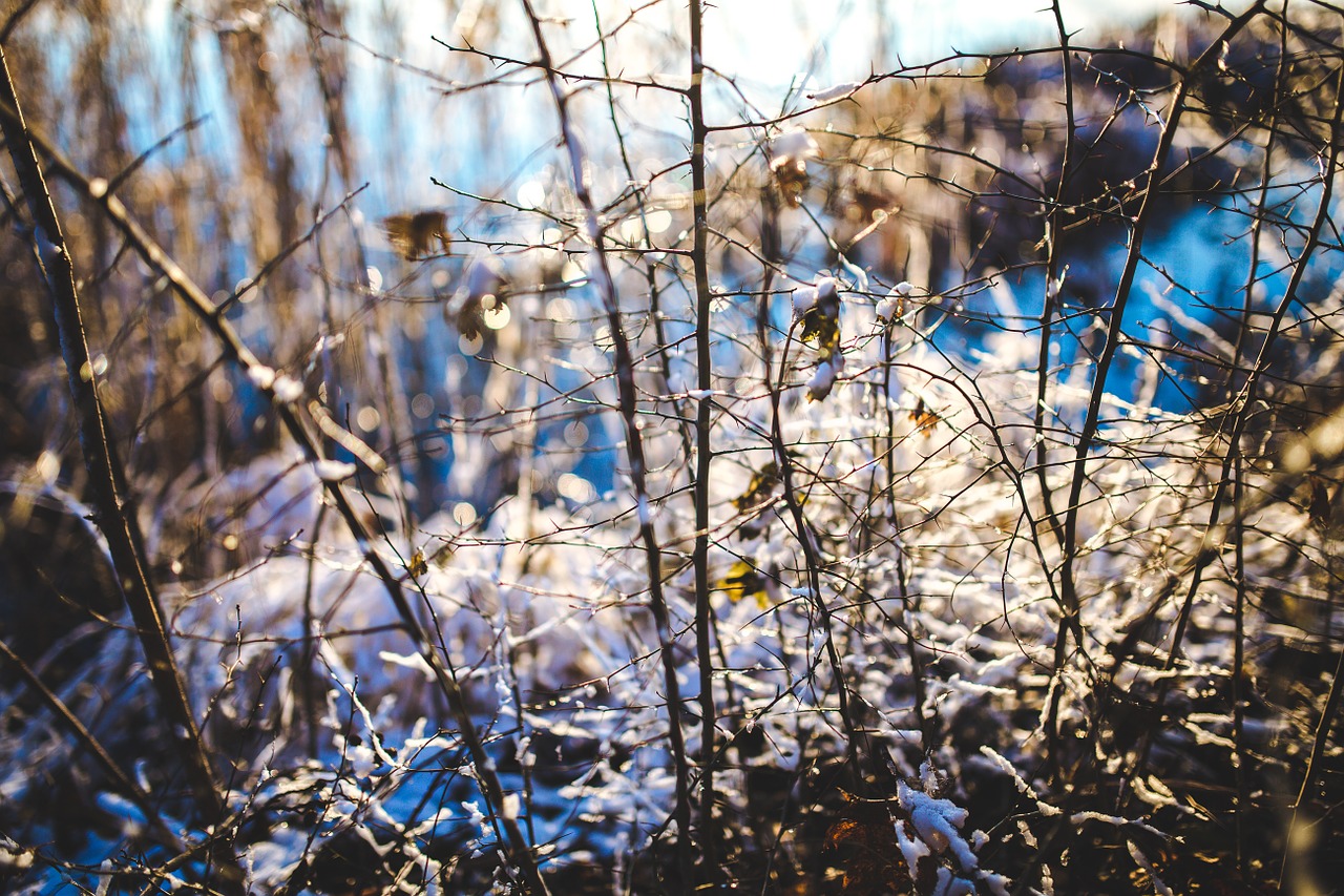 branch snow nature free photo