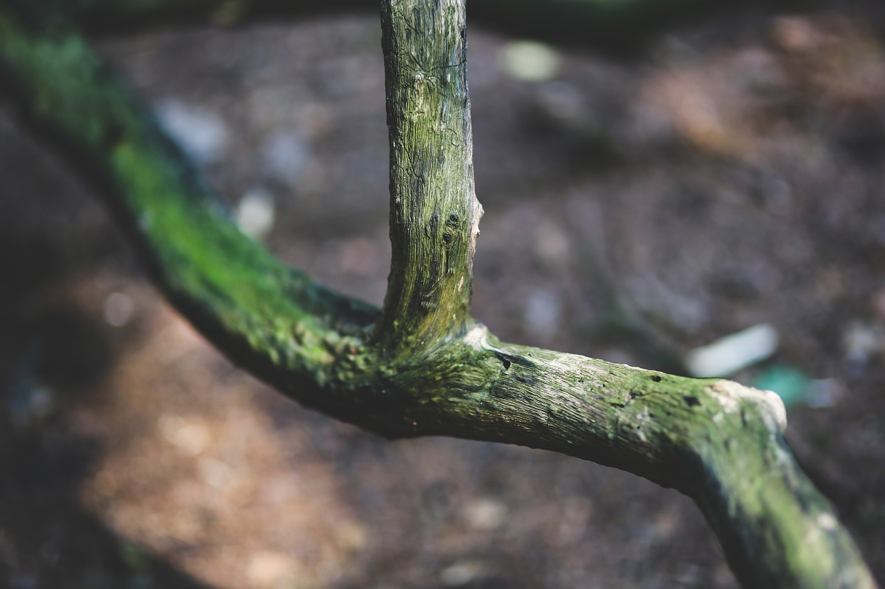 branch wood nature free photo