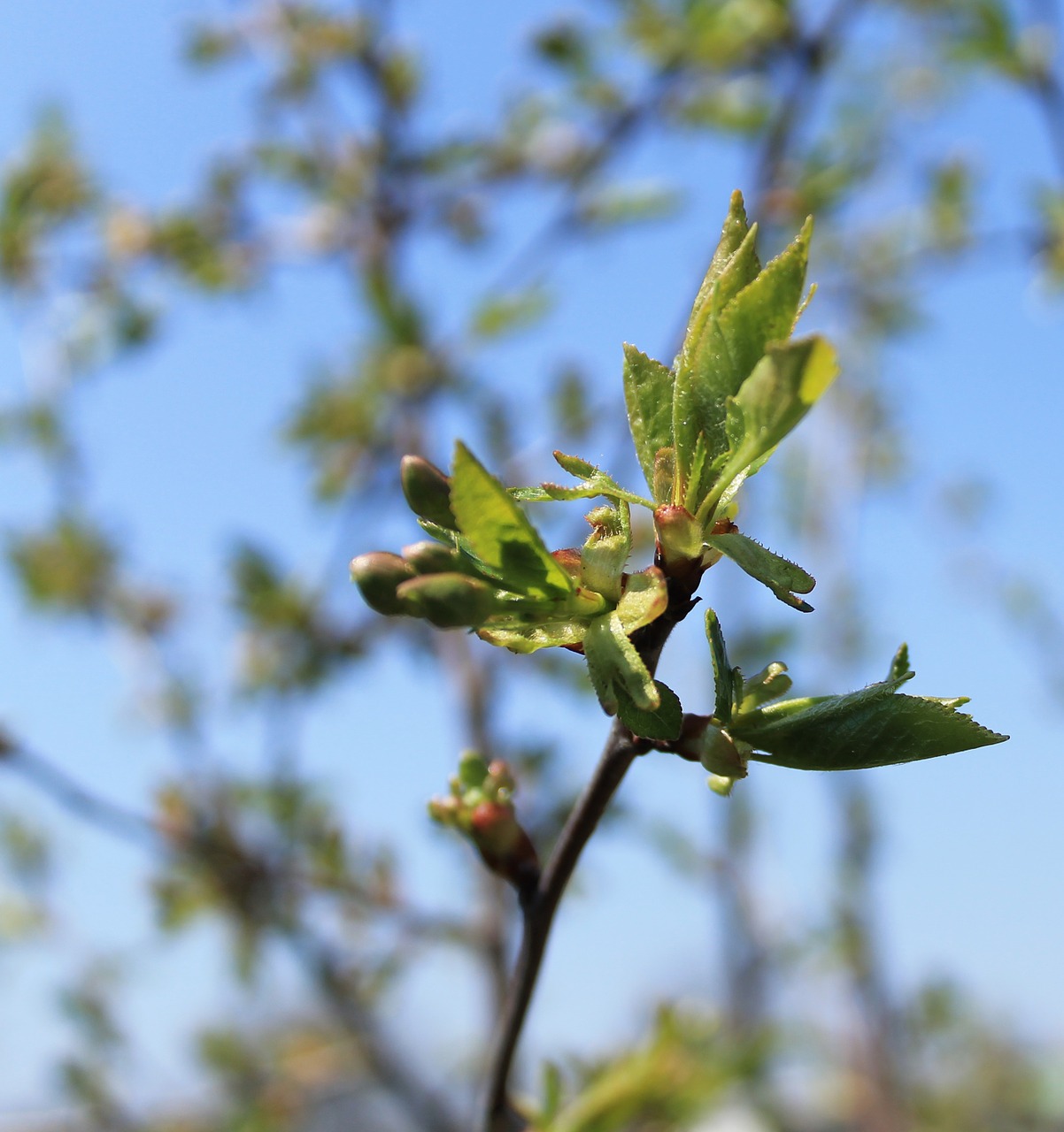 branch plant leaves free photo