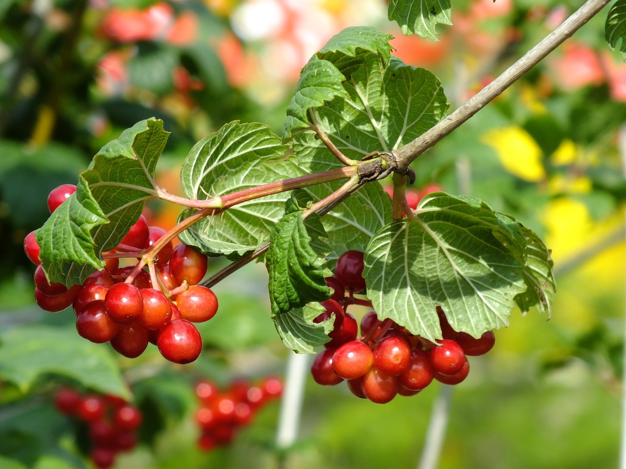 branch berry summer free photo