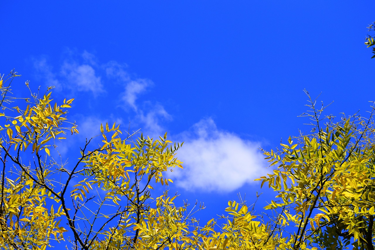 branch yellow tree free photo