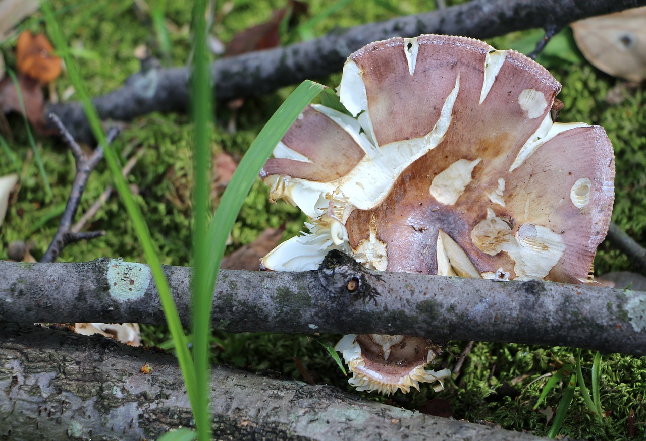 branch mushroom trunk free photo