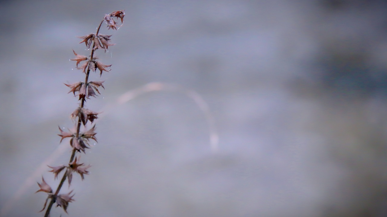 branch winter germany free photo