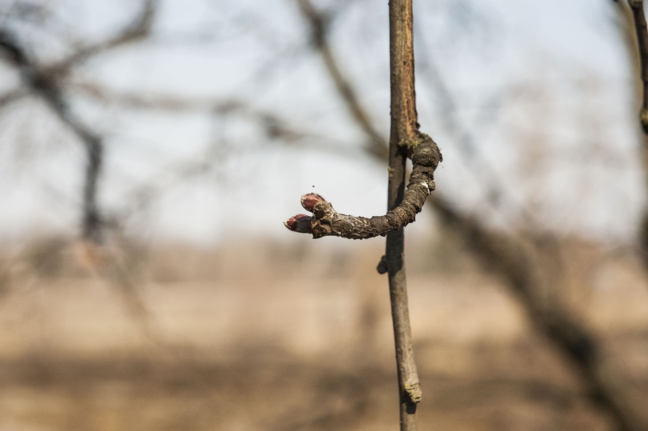 branch spring the buds free photo
