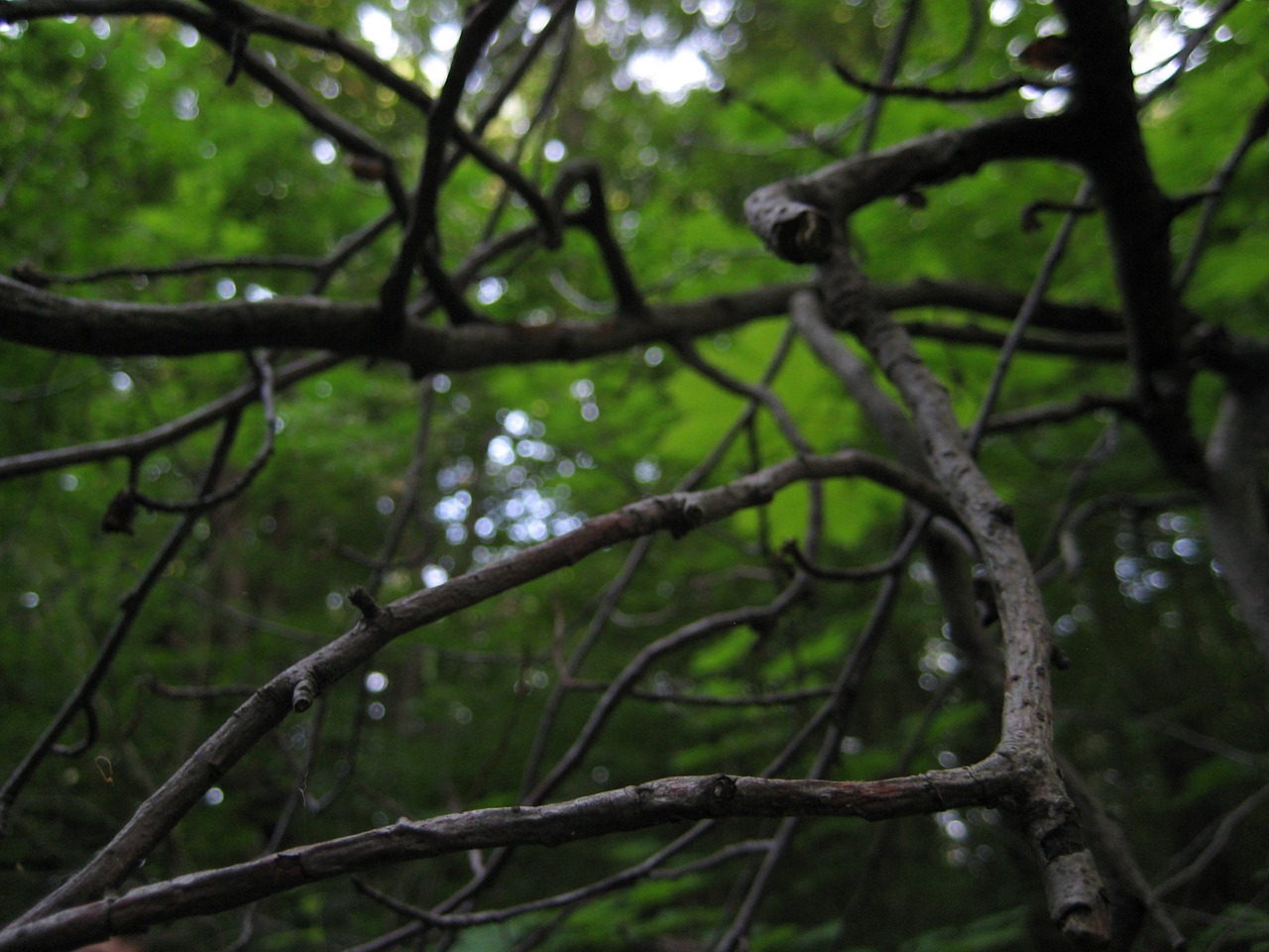 branch trees thicket free photo