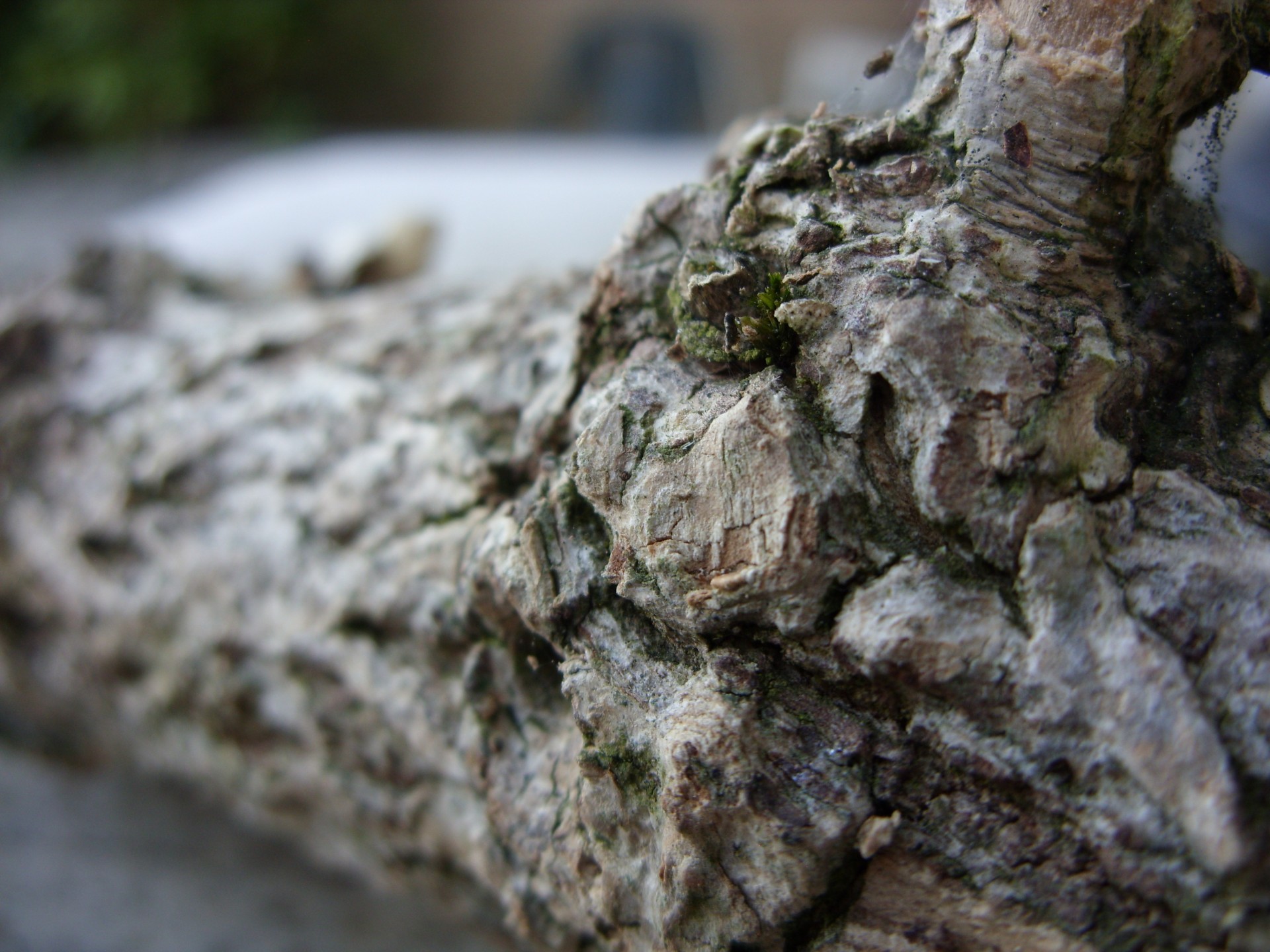 branch tree bark free photo