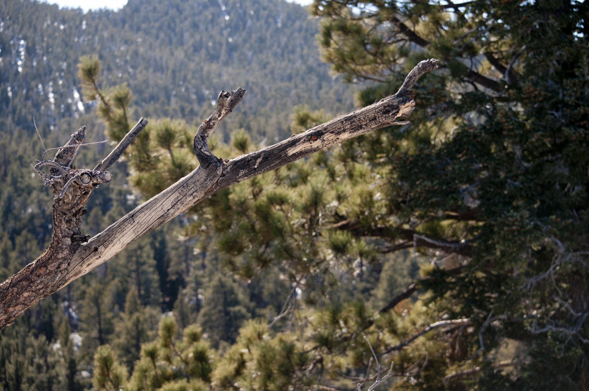 tree trees forest free photo