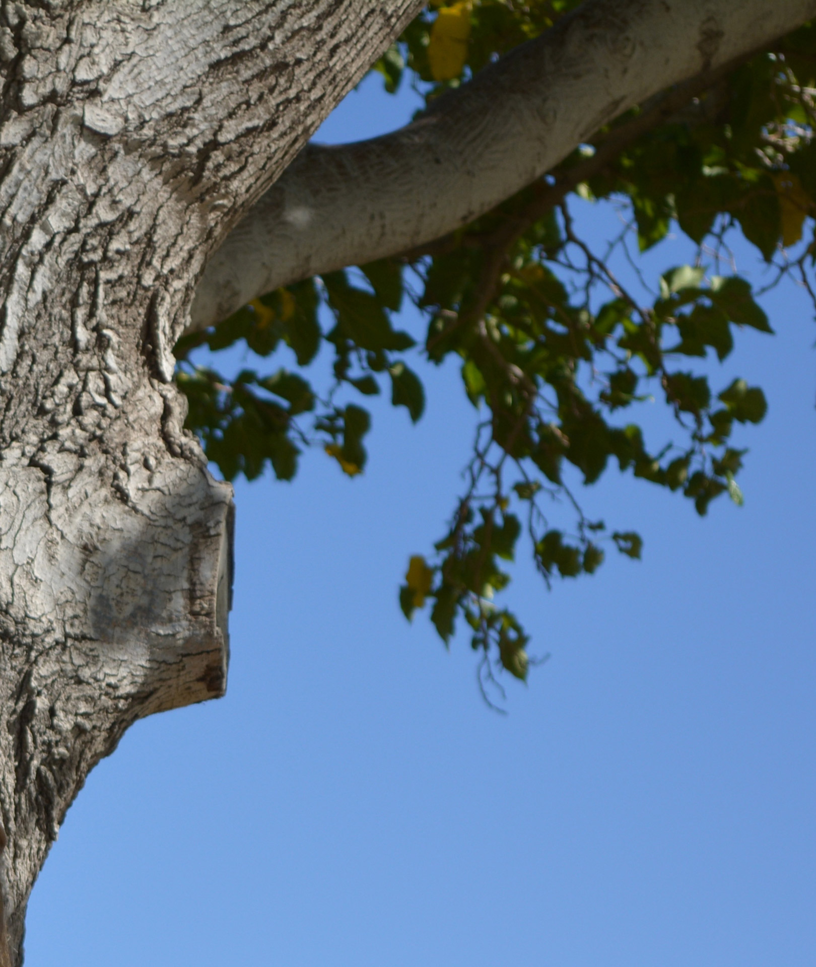 branch leaf tree free photo