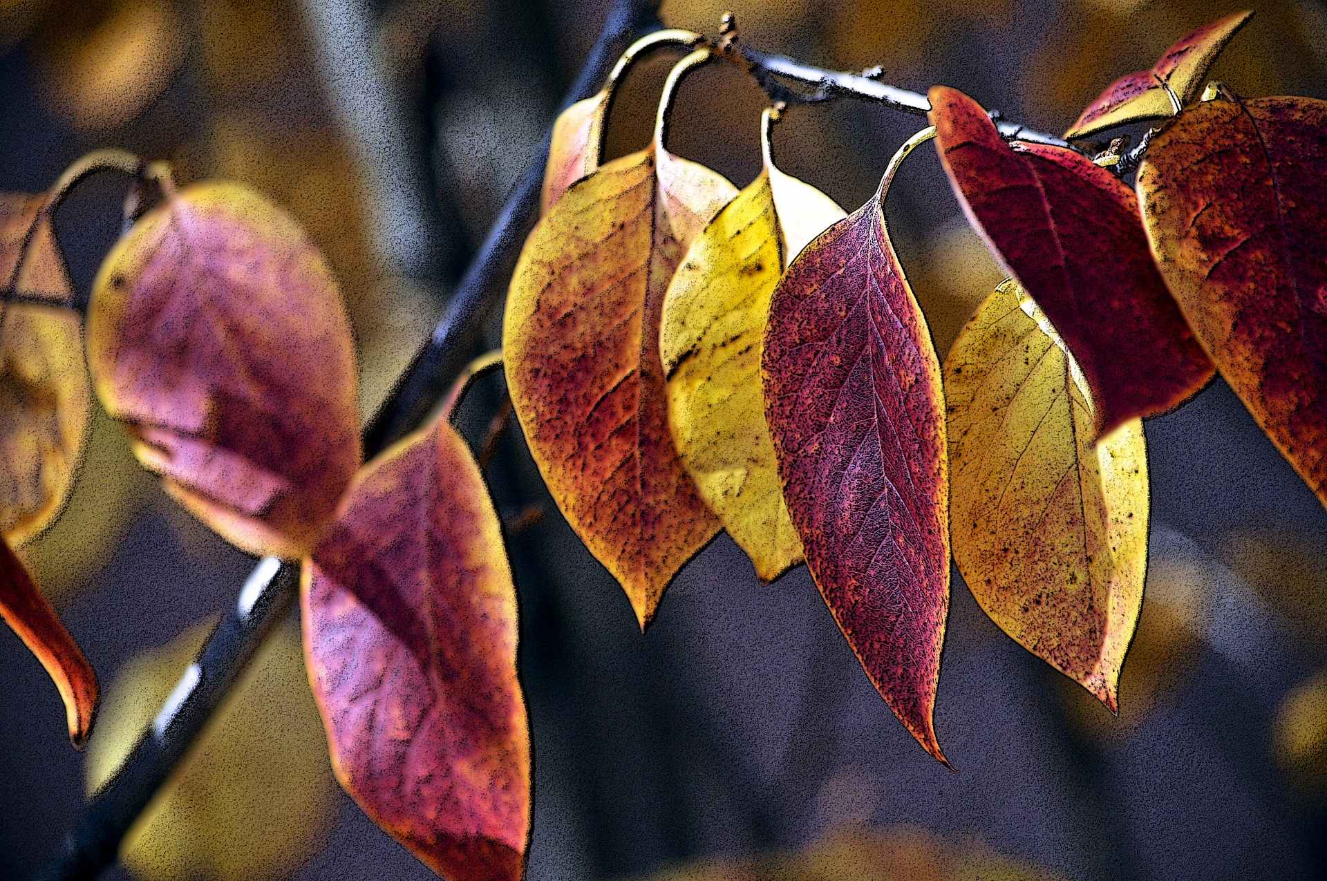 leaves leaf red free photo