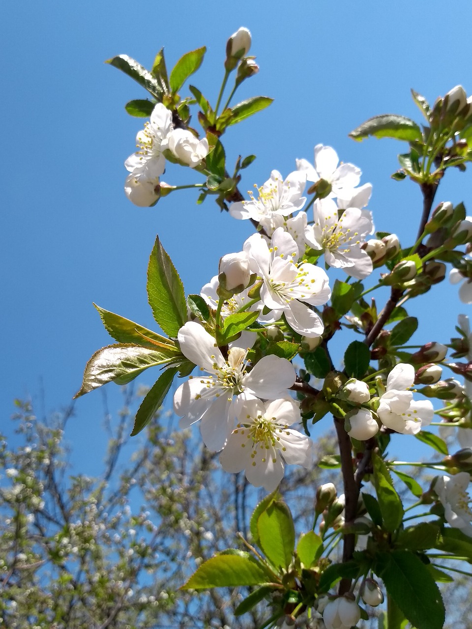 branch of cherry  spring free pictures free photo