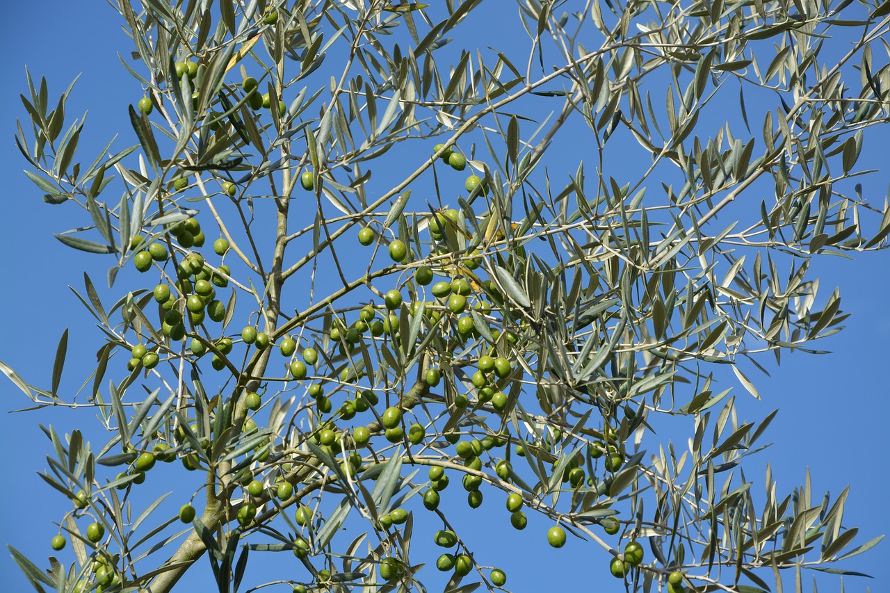 branch olive tree tree olivier green leaves free photo