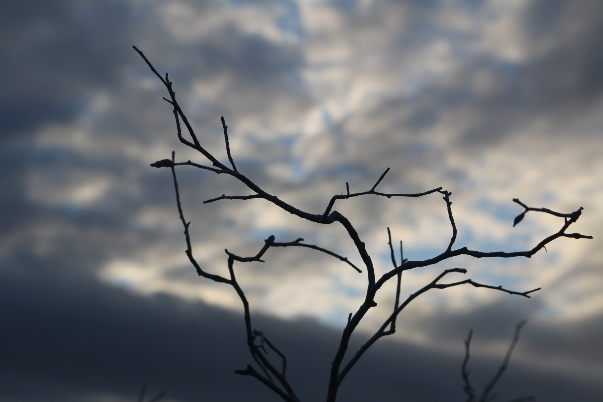 branch sky cloud free photo