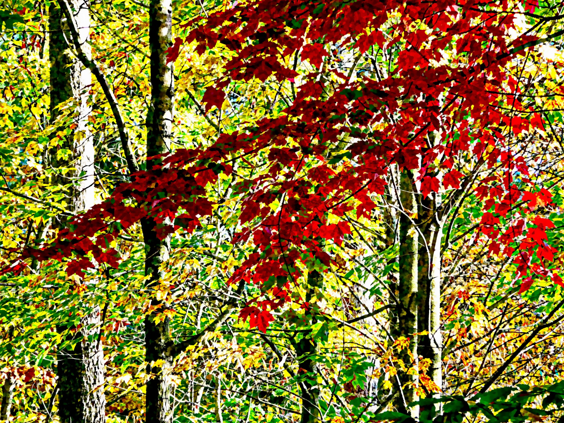 impressionist leaves foliage free photo