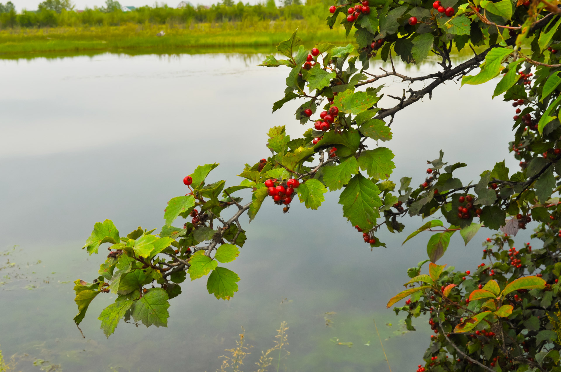 hawthorn berry health free photo