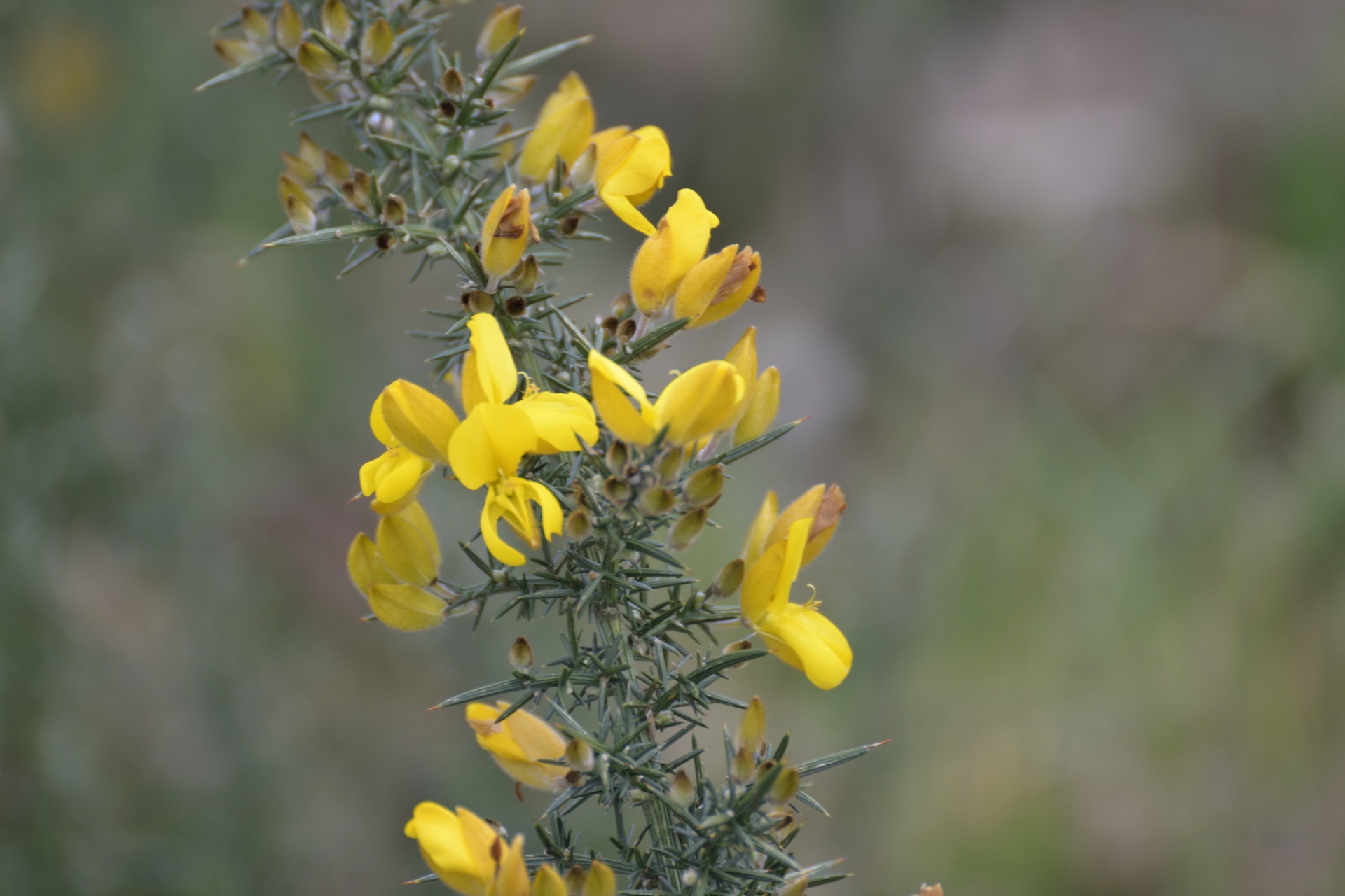 gorse branch flowers free photo