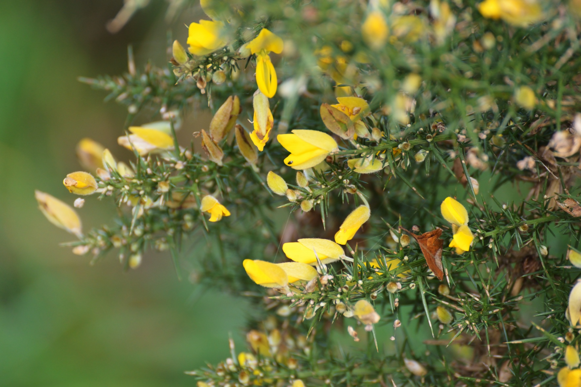 broom branch flowers free photo