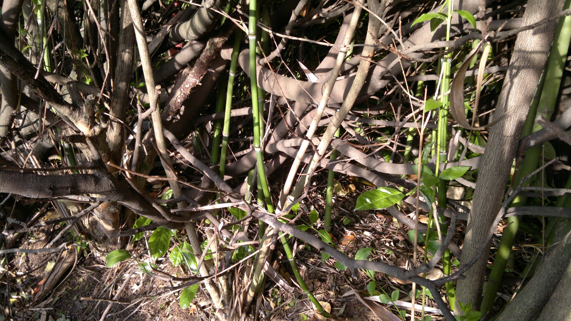 green leaf stem free photo