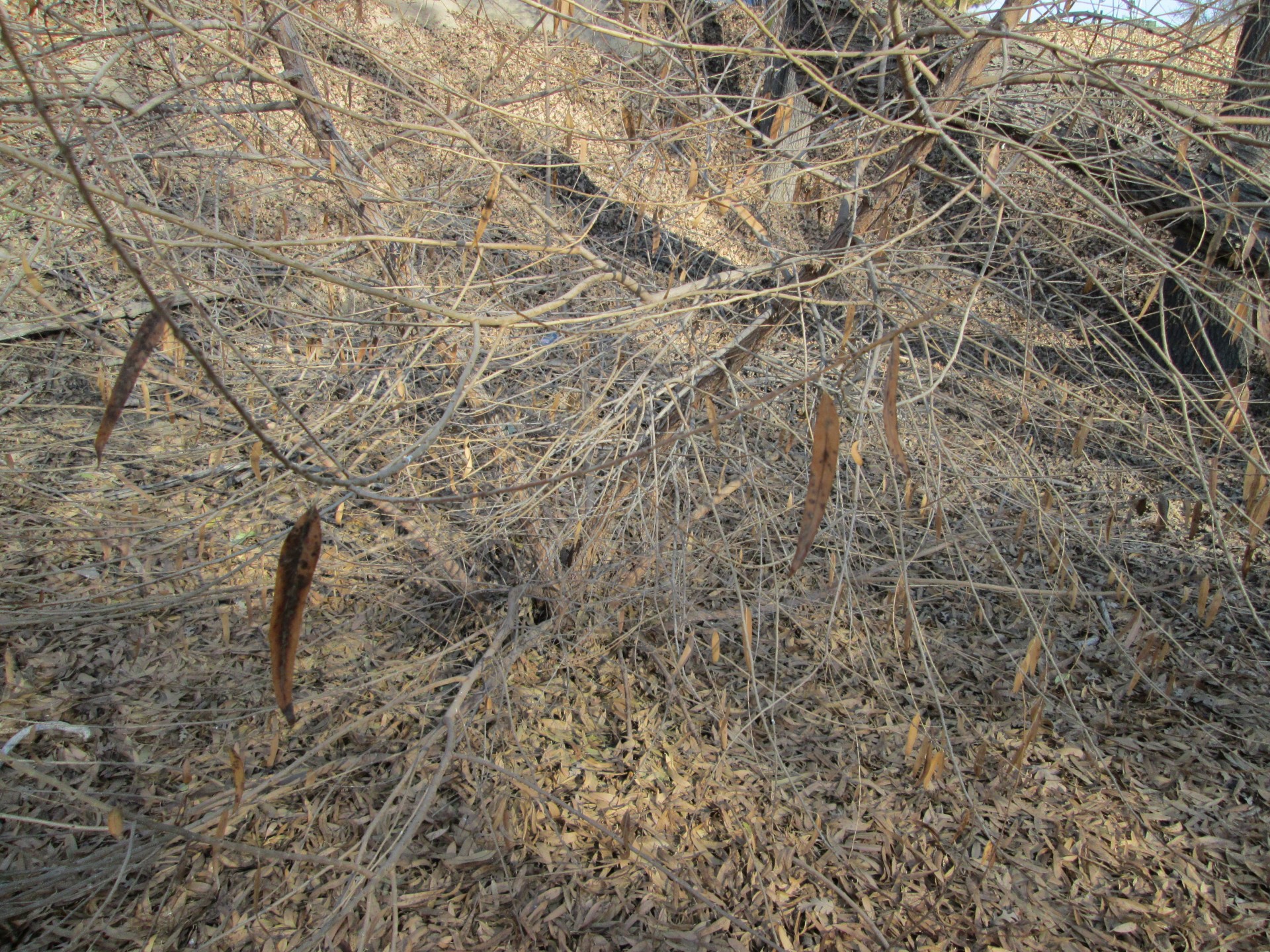 branches background tree free photo