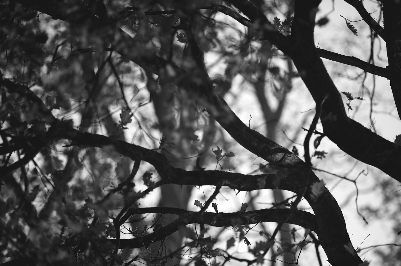 branches wreaths trees free photo