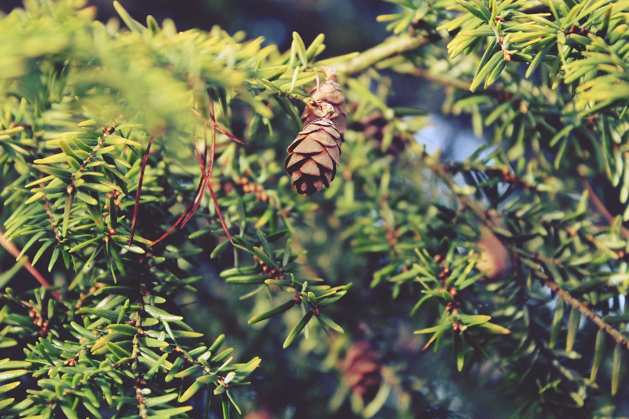 branches tap nature free photo