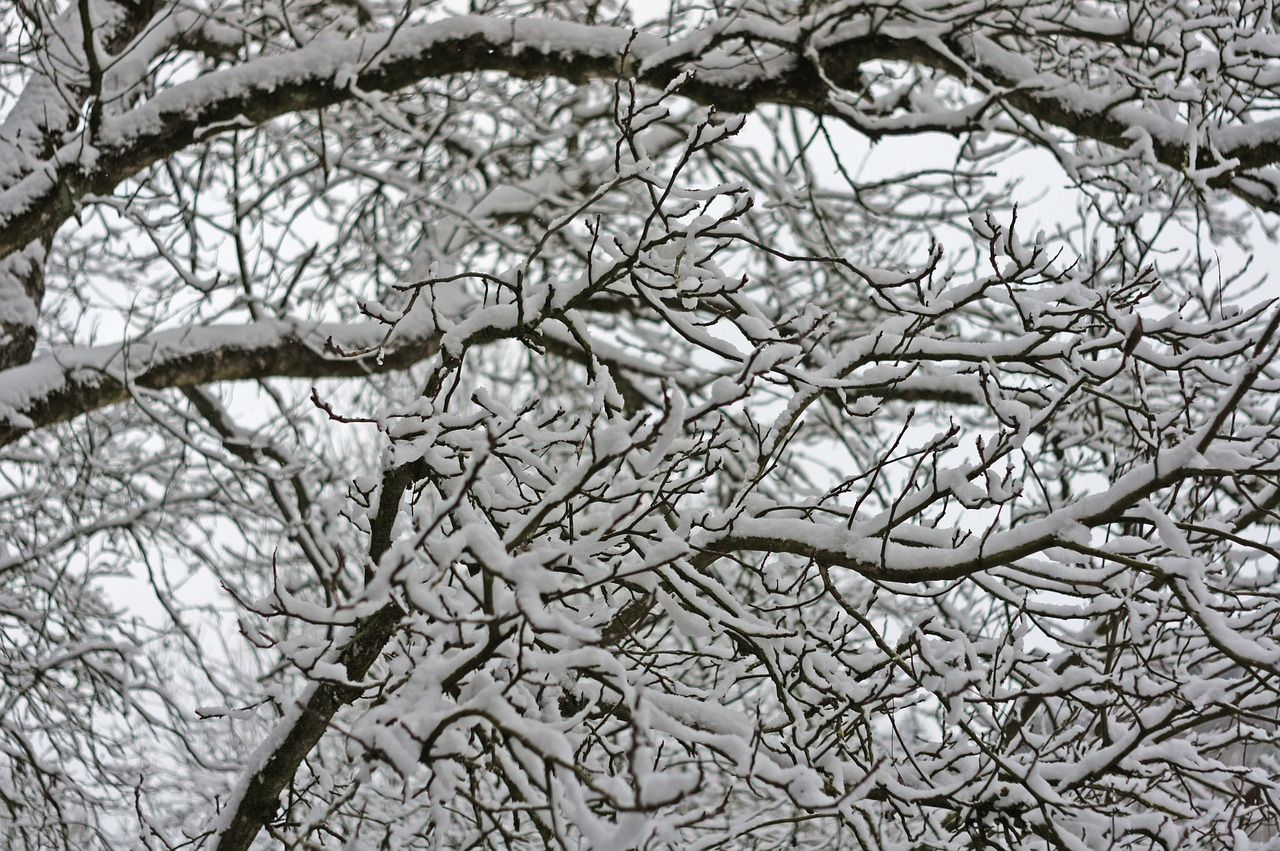 branches tree winter free photo