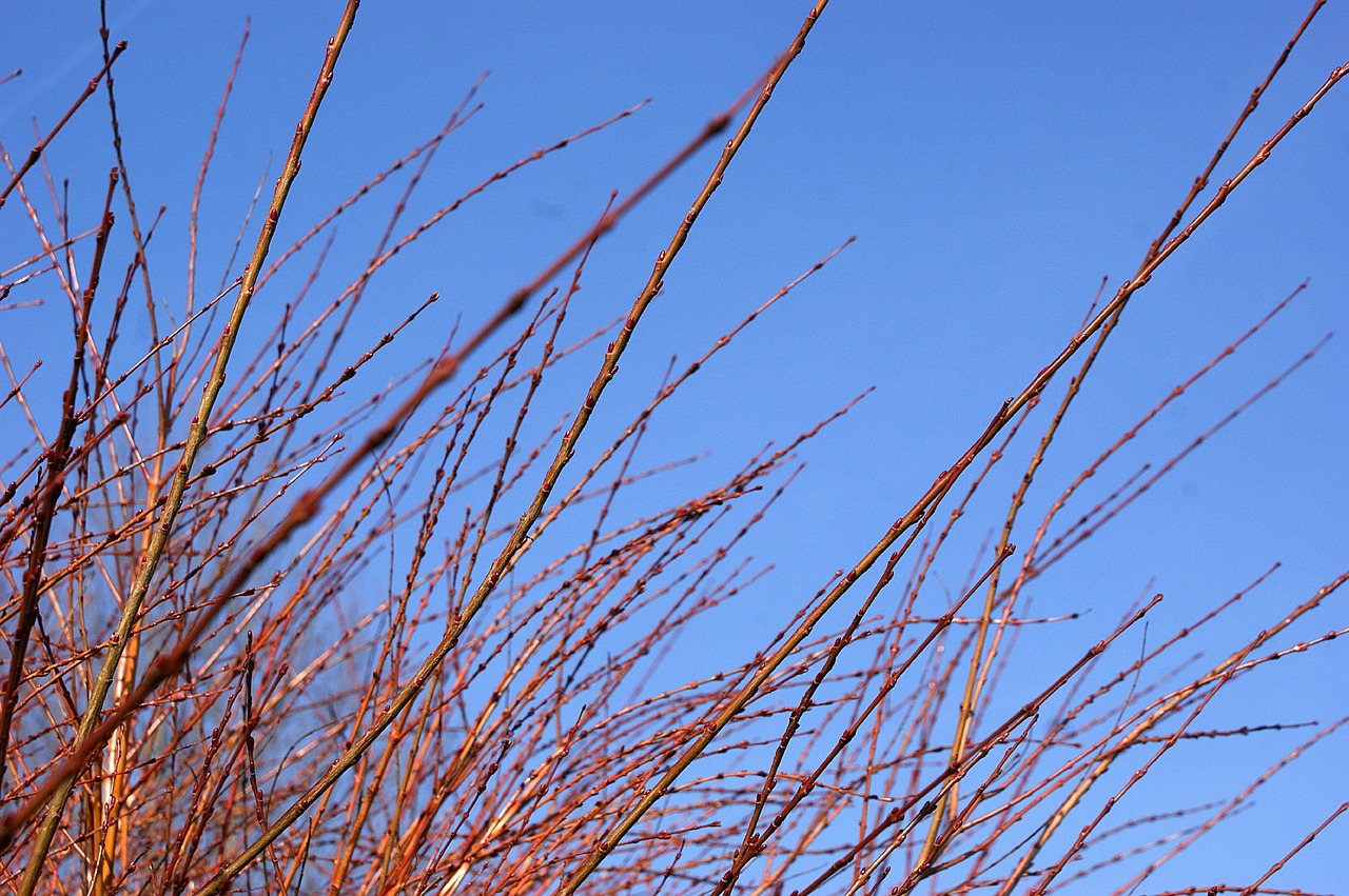 branches air tree free photo