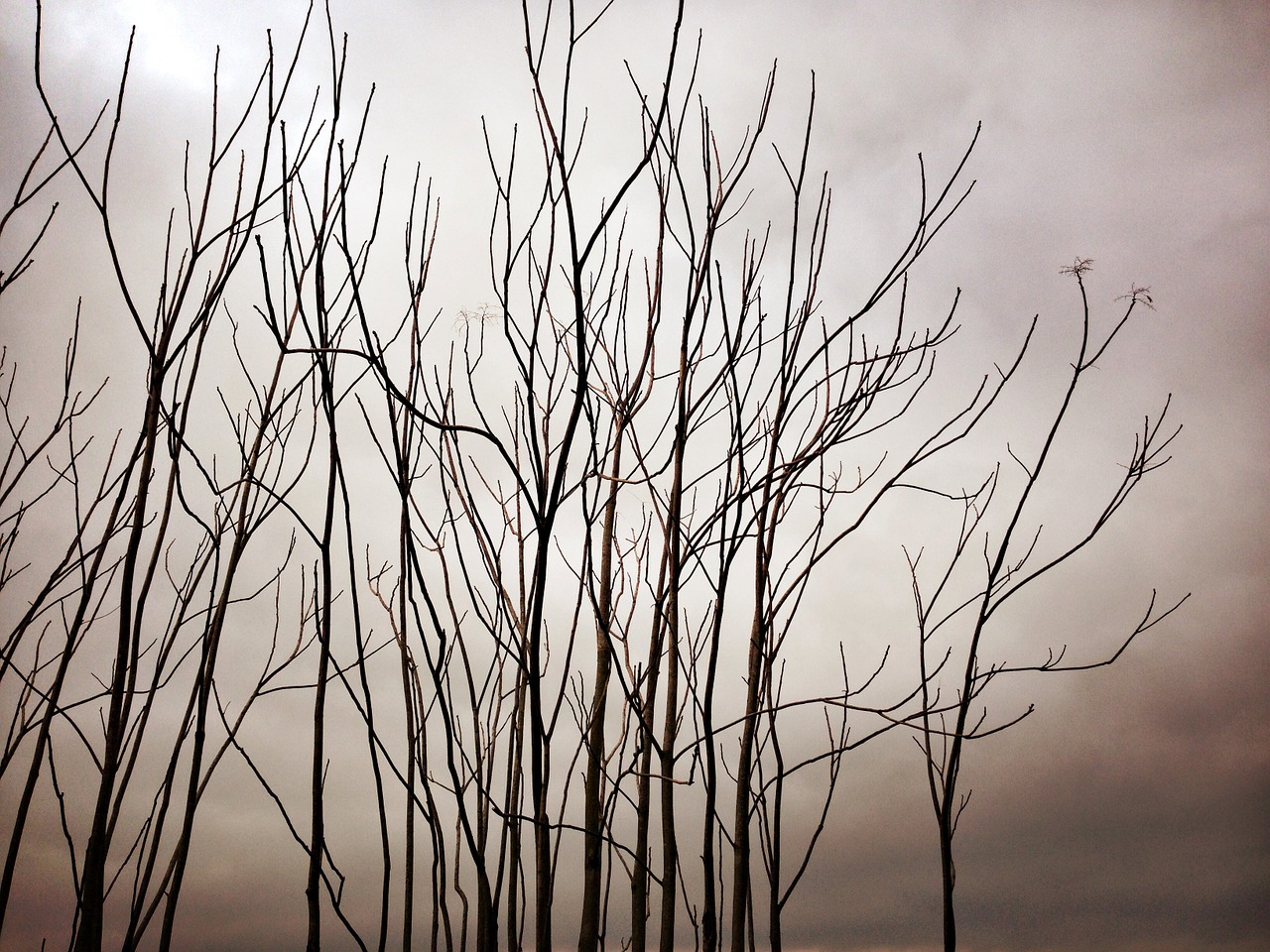 branches trees dry free photo