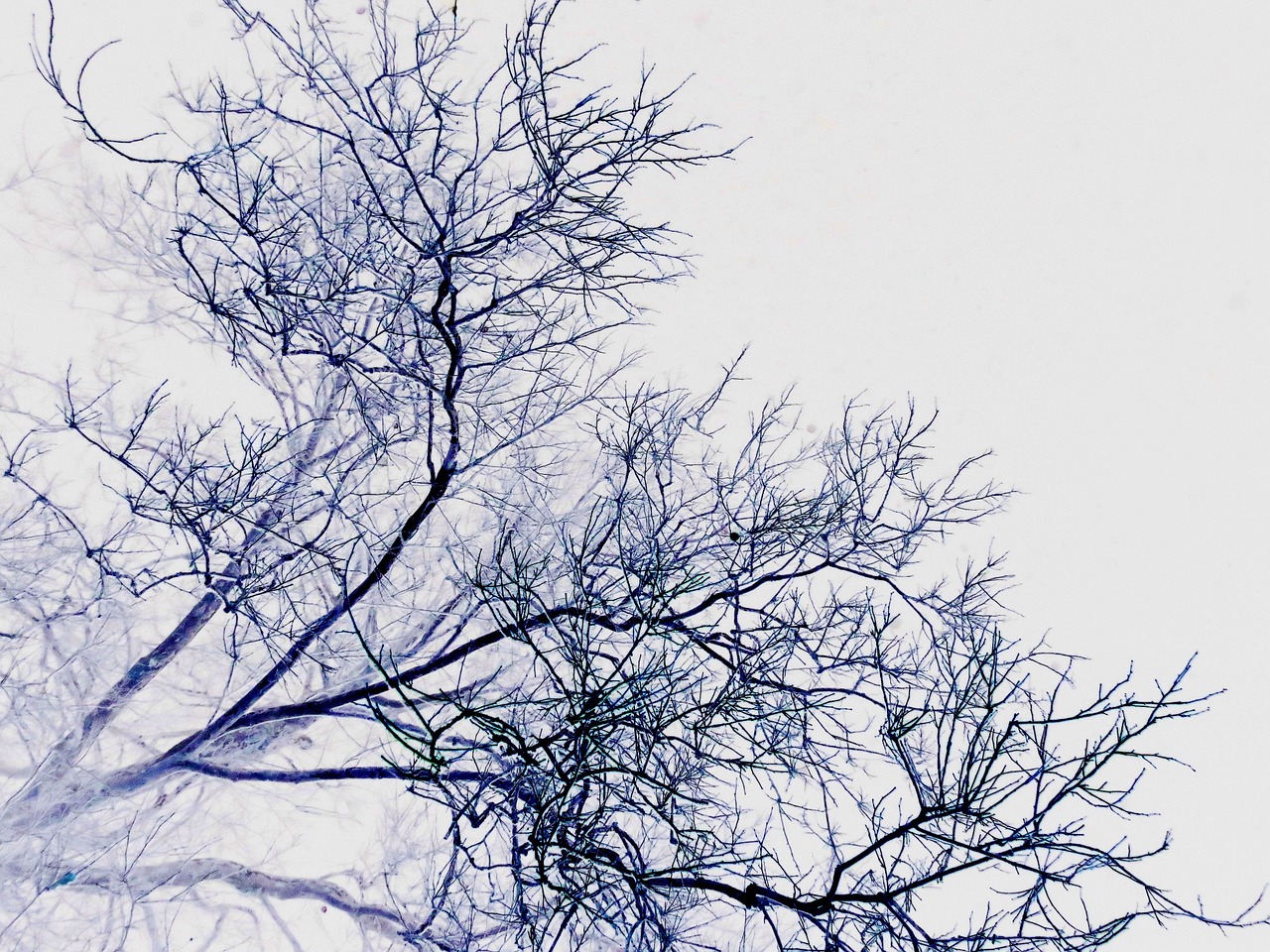branches twigs background free photo