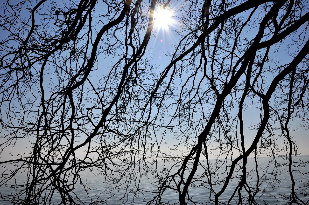 branches water sun free photo