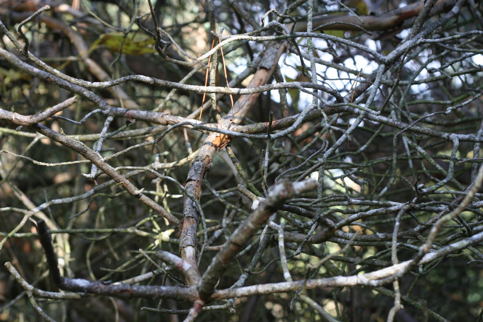 branches texture twigs free photo