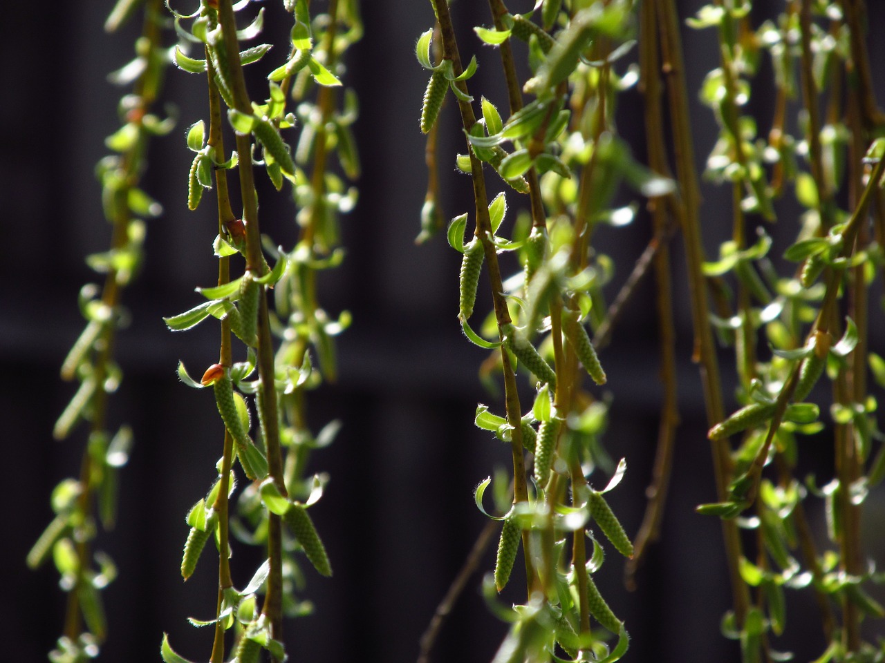 willow pletoasa buds free photo