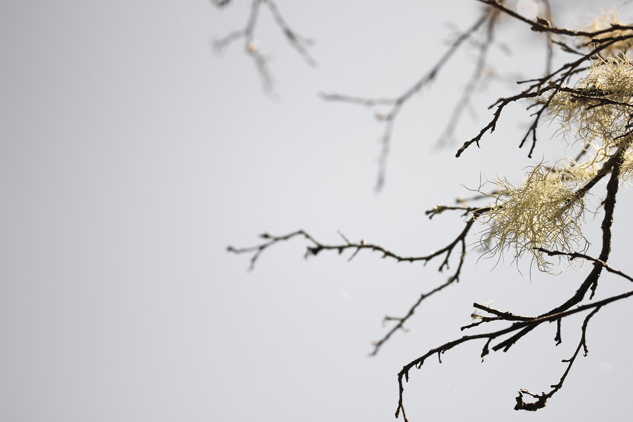 branches sky nature free photo