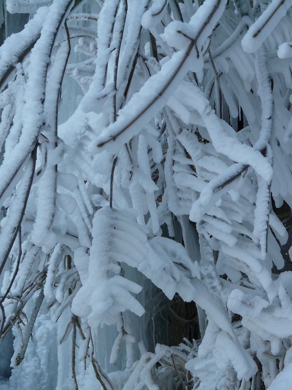 branches,aesthetic,hoarfrost,iced,ice,winter,free pictures, free photos, free images, royalty free, free illustrations, public domain